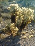 Teddy Bear Cactus