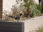 Greater Roadrunner