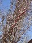 Snake In A Tree