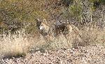 A Photogenic Coyote
