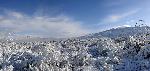 A Snowy Landscape