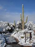 Snow On The Cactus Garden