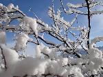Burdened Branches