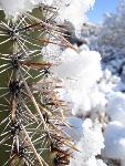Snowy Saguaro Spines