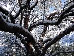 Snowy Mesquite