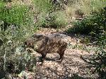 Hungry Javelina