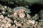 Tortoise Hatching