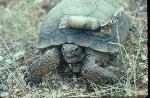 Desert Tortoise with Radio Telemetry