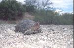 Tortoise with Purple Mouth