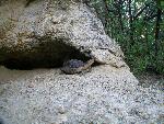 Desert Tortoise Emerging from Den