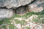 Desert Tortoise in Den