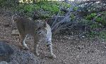 Bobcat at the Window