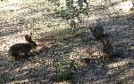 Three Desert Cottontails