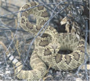 mojave rattlesnake