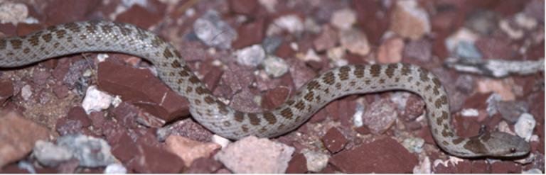 nightsnake