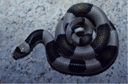 saddled leaf-nosed snake