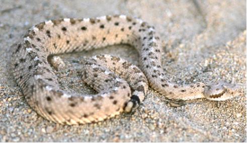 sidewinder