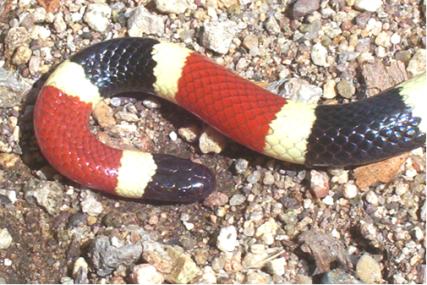 sonoran coralsnake