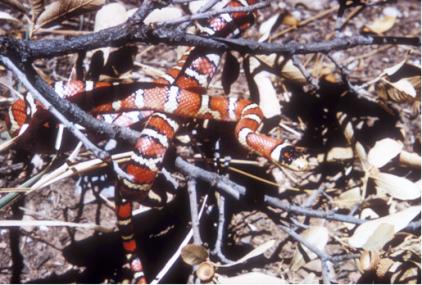 sonoran mountain kingsnake