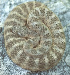 tiger rattlesnake