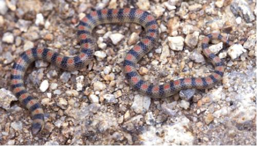 western groundsnake