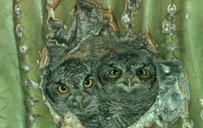 life cycle elf owl