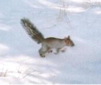 A squirrel hopping through snow.