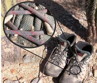 Photo of hiking boots in a natural setting.  Inset photo shows boot laces with seed pods magnified.