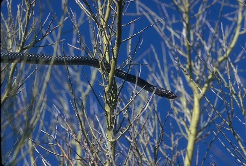 A thin, black snake moving through tree branches with a blue sky background.