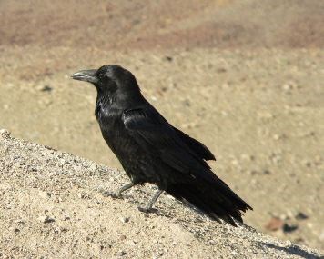 Common_Raven