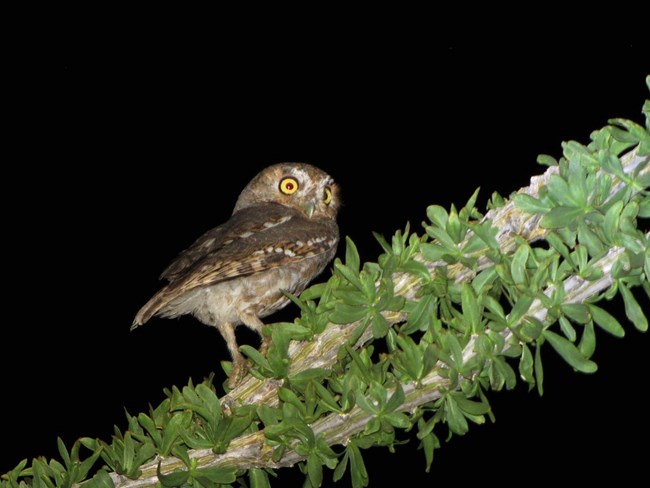 an elf owl rests on a leafy ocotillo at night