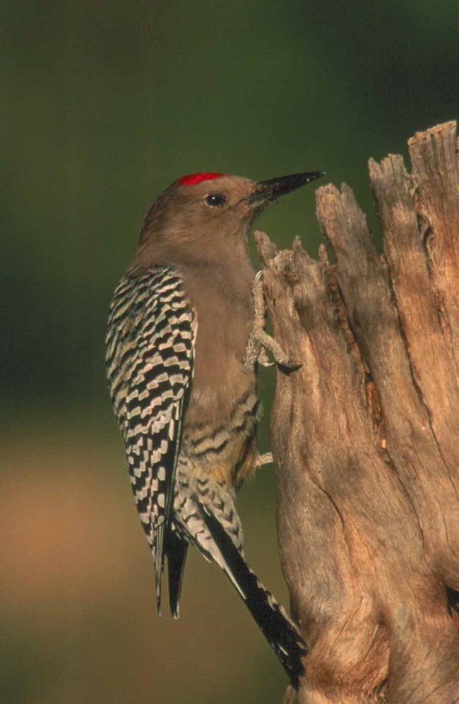 Gila Woodpecker 1