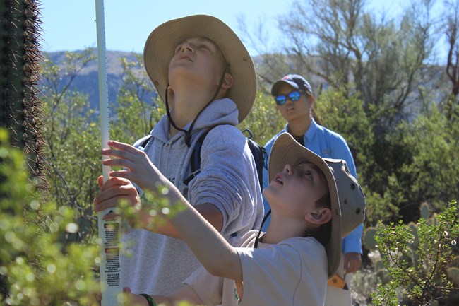 Two junior ranger kids measuring a saguaro