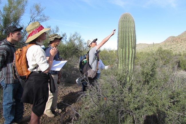 Saguaro volunteers looking at a saguaro cactus