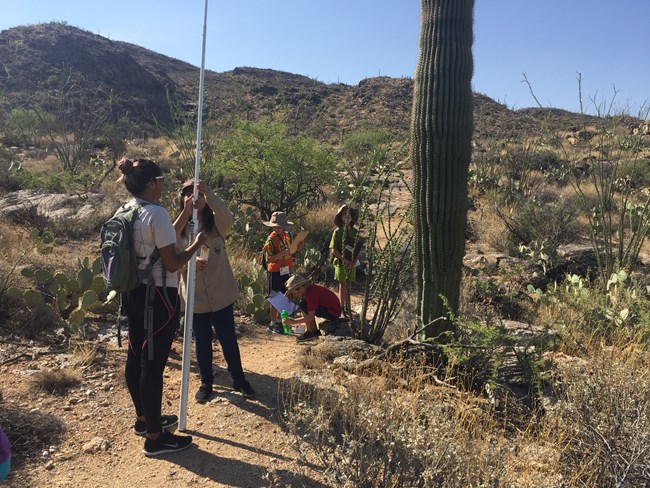 Jr. Rangers measuring the height of a saguaro