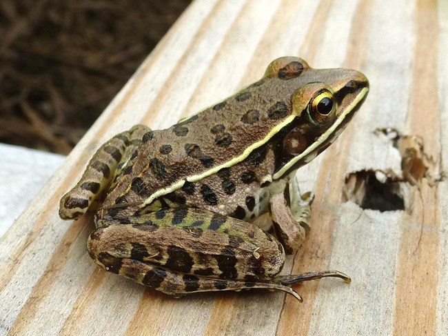 Lowland Leopard Frog1