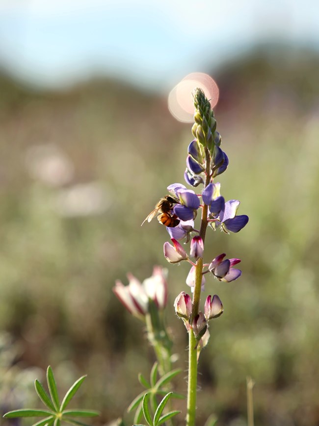 Vertical image of flower and a bee. Image is close up on a vibrant Lupine flower, rising up in the right third of the image, with a dozen or more pea sized purple flowers. Near the top of the Lupine on the left is a small bee with its tongue in a flower.