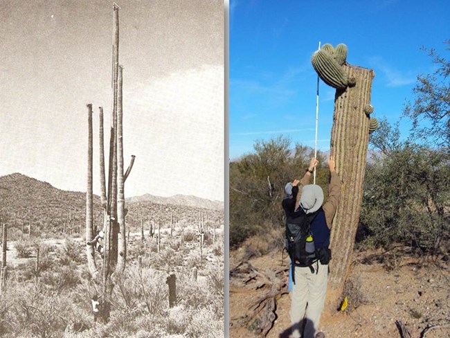 Left:  black and white photo of a person holding a long pole at the base of a tall saguaro with many arms.
Right:  color photo of two people holding a tall pole at the base of a saguaro.