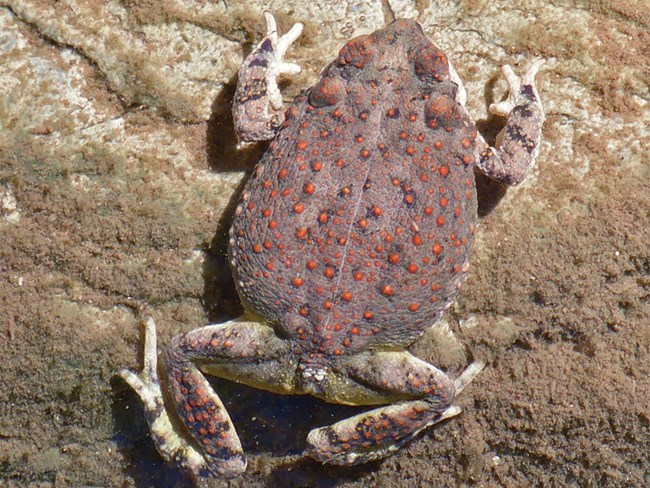Red-spotted Toad1