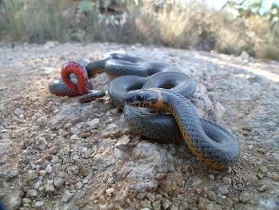 Snake with dark back and colorful underside coiled on the ground.