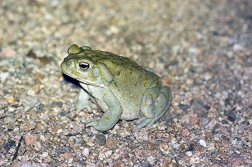 Sonoran Desert Toad1