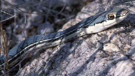A snake with a white underside and blue-gray back on a rock.