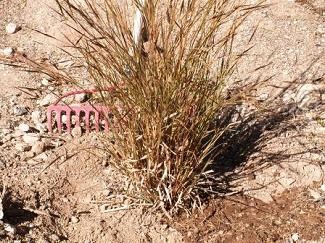 A rake in dirt around a clump of brown grass.