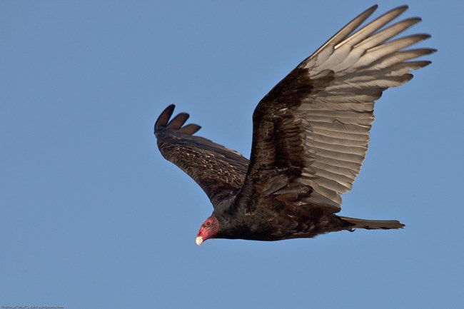Turkey Vulture1