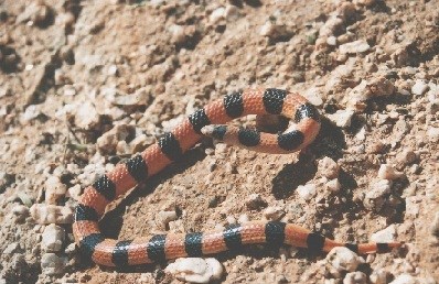Orange and black striped snake on dirt and gravel.
