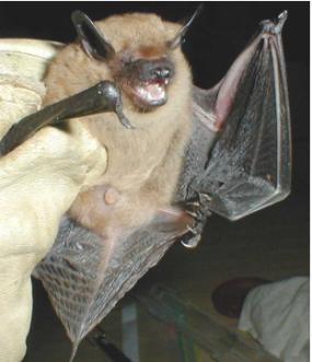 A gloved hand holds a bat displaying its underside.