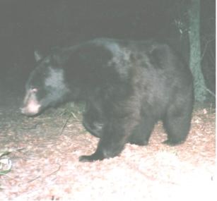 A black bear in a natural setting.