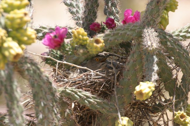 curve-billed thrasher in cholla nest