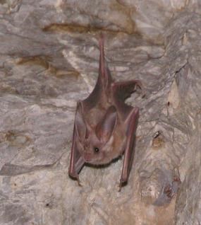 A brown bat with large ears hangs from a rock overhang.