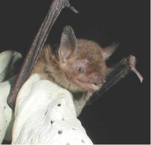 A brown bat is held in a gloved hand.